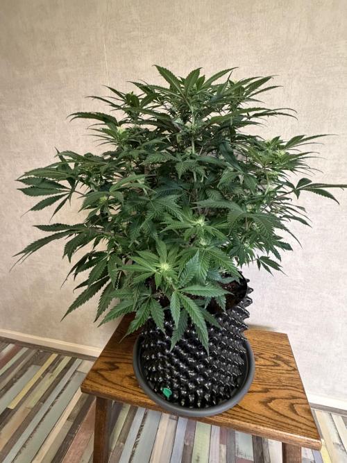 Zamnesia Landrace Pack - Panama Red. Week 9