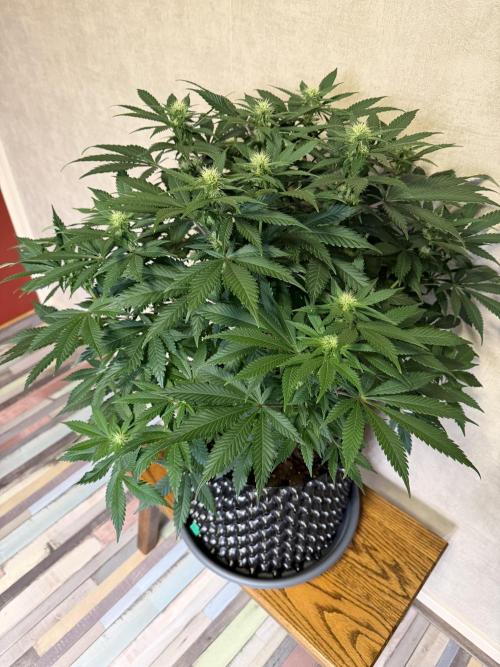 Zamnesia Landrace Pack - Panama Red. Week 9