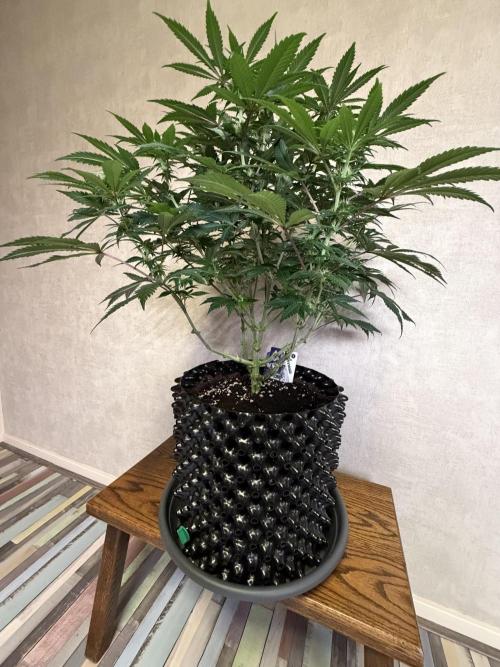 Zamnesia Landrace Pack - Panama Red. Week 9