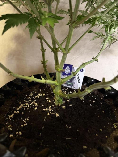 Zamnesia Landrace Pack - Panama Red. Week 9