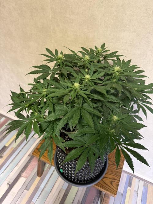 Zamnesia Landrace Pack - Panama Red. Week 9