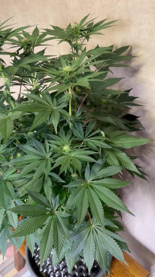 Zamnesia Landrace Pack - Colombian Gold
