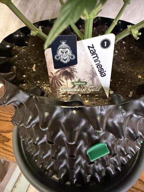 Zamnesia Landrace Pack - Colombian Gold. Week 9