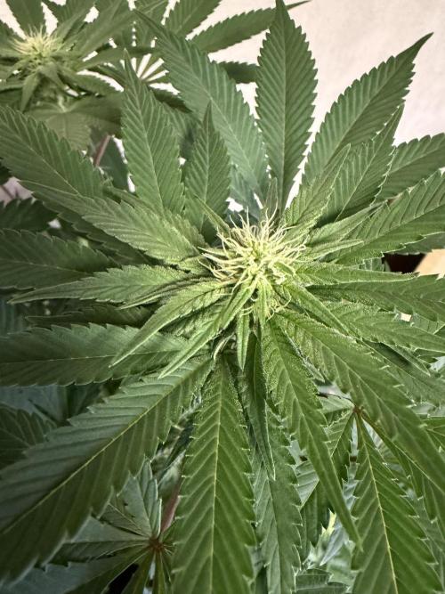 Zamnesia Landrace Pack - Colombian Gold. Week 9