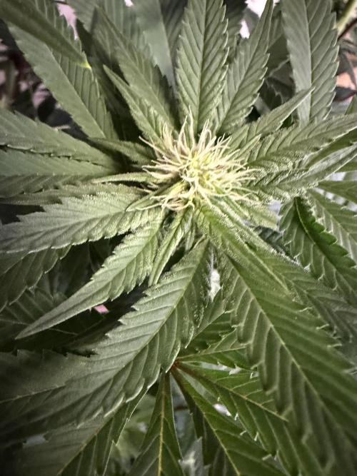 Zamnesia Landrace Pack - Colombian Gold. Week 9