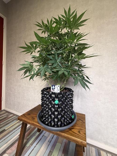 Zamnesia Landrace Pack - Colombian Gold. Week 9