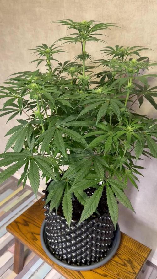 Zamnesia Landrace Pack - Lamb's Bread