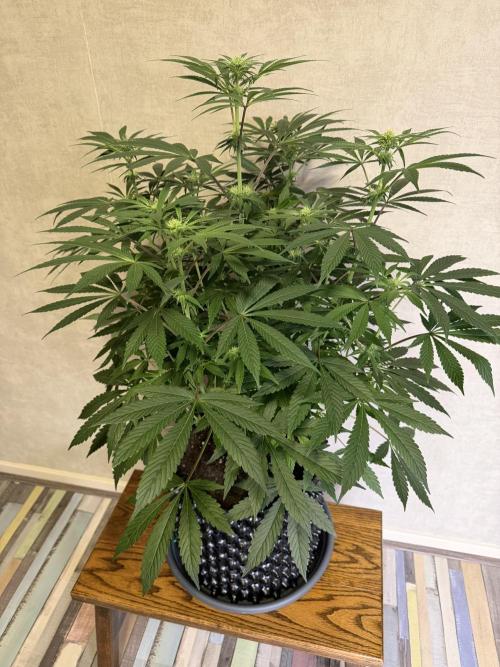 Zamnesia Landrace Pack - Lamb's Bread. Week 8