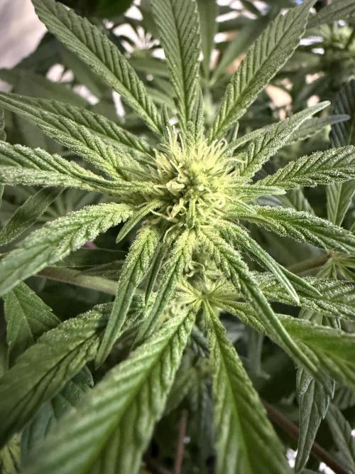 Zamnesia Landrace Pack - Lamb's Bread. Week 8