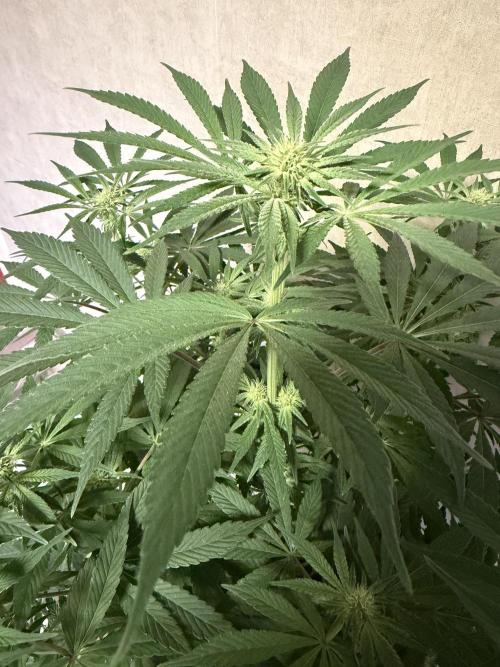 Zamnesia Landrace Pack - Lamb's Bread. Week 8