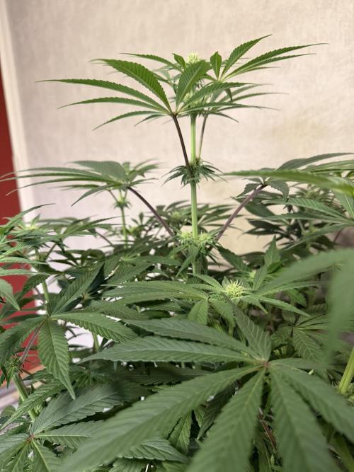 Zamnesia Landrace Pack - Lamb's Bread. Week 8