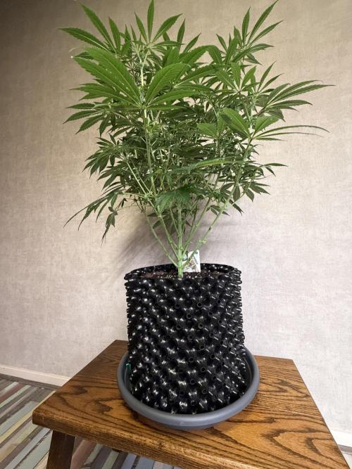 Zamnesia Landrace Pack - Lamb's Bread. Week 8