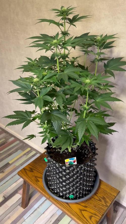 World of Seeds - Burger Kush EV