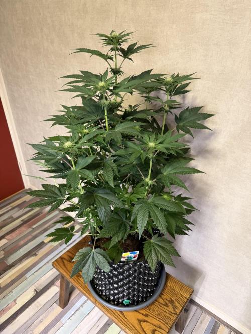 World of Seeds - Burger Kush EV. Week 6