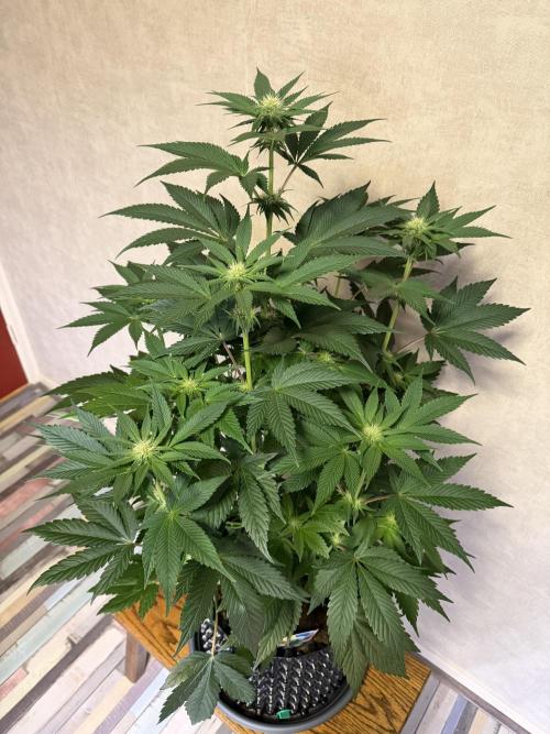 World of Seeds - Burger Kush EV. Week 6