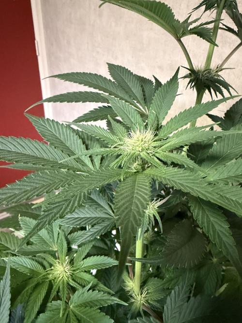 World of Seeds - Burger Kush EV. Week 6