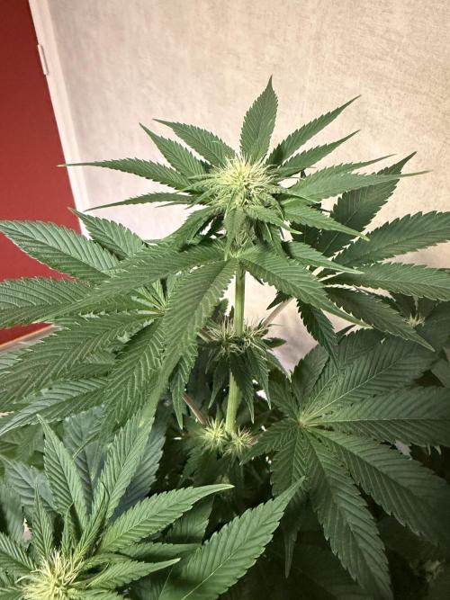 World of Seeds - Burger Kush EV. Week 6