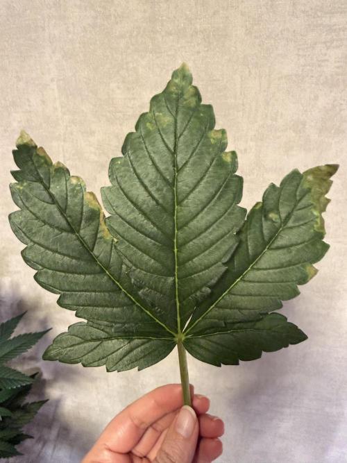 World of Seeds - Burger Kush EV. Week 6