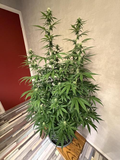 Zamnesia Landrace Pack - Afghani indoor. Week 9