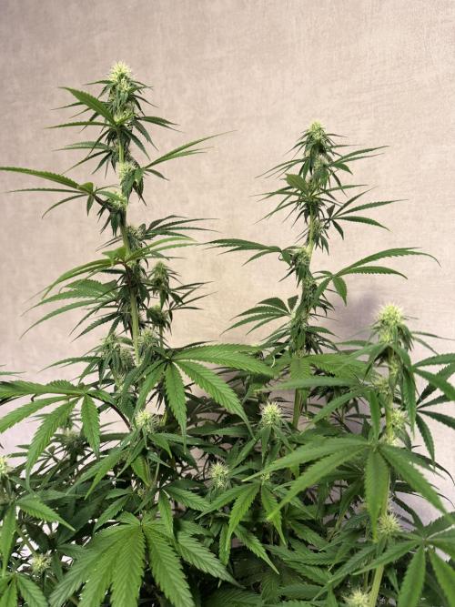 Zamnesia Landrace Pack - Afghani indoor. Week 9