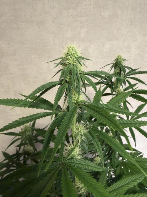 Zamnesia Landrace Pack - Afghani indoor. Week 9