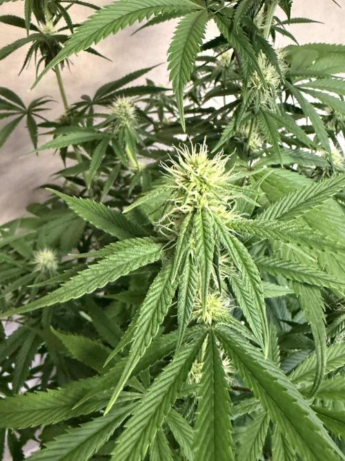 Zamnesia Landrace Pack - Afghani indoor. Week 9