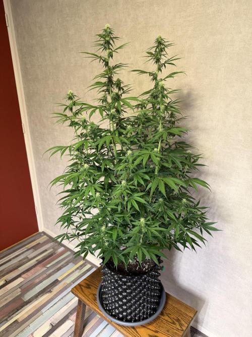 Zamnesia Landrace Pack - Afghani indoor. Week 9