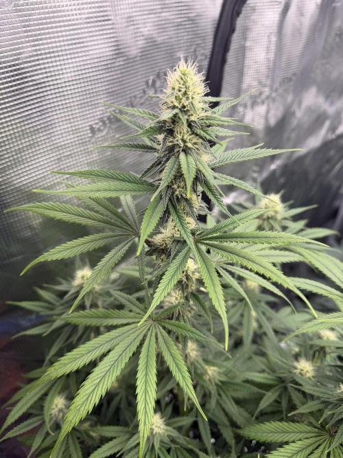 Zamnesia Landrace Pack - Afghani indoor. Week 10