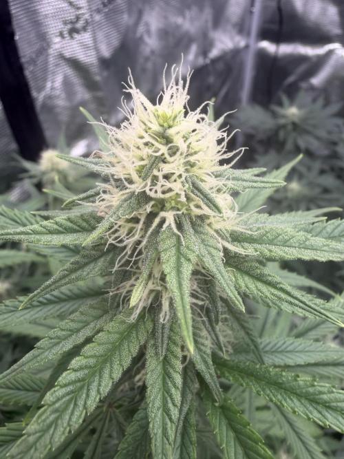 Zamnesia Landrace Pack - Afghani indoor. Week 10