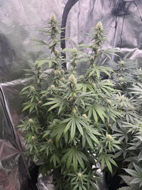 Zamnesia Landrace Pack - Afghani indoor. Week 10