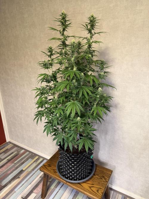 Zamnesia Landrace Pack - Afghani indoor. Week 10