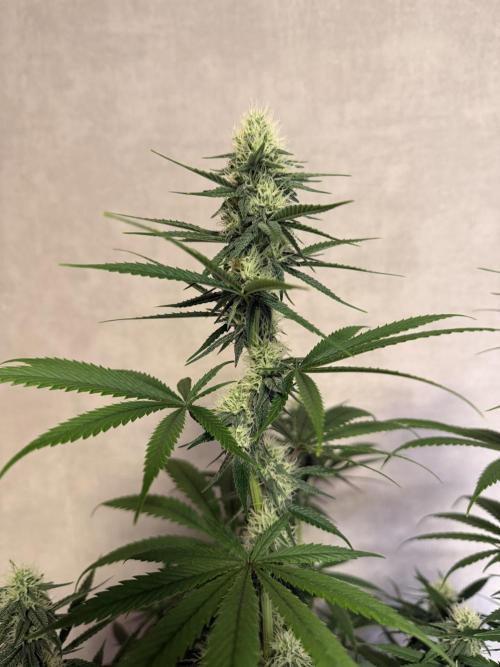 Zamnesia Landrace Pack - Afghani indoor. Week 10