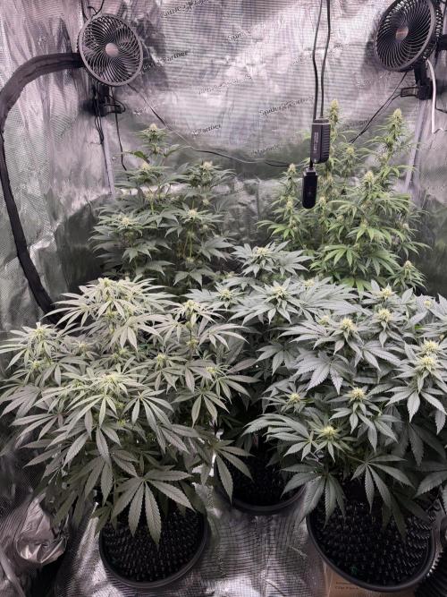 Zamnesia Landrace Pack - Afghani indoor. Week 10