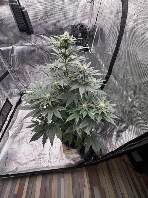 World of Seeds - Burger Kush EV. Week 7