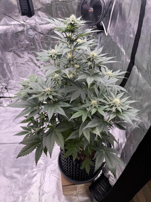 World of Seeds - Burger Kush EV. Week 7