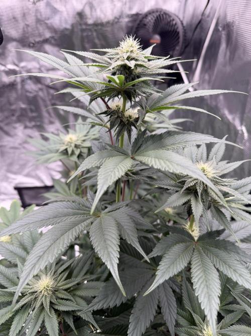 World of Seeds - Burger Kush EV. Week 7