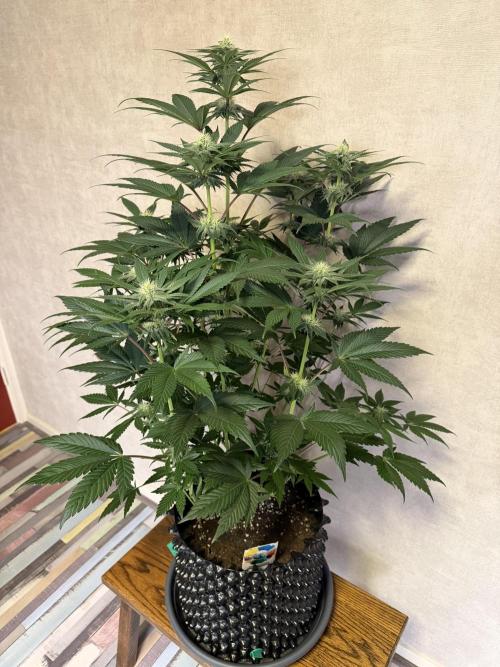 World of Seeds - Burger Kush EV. Week 7