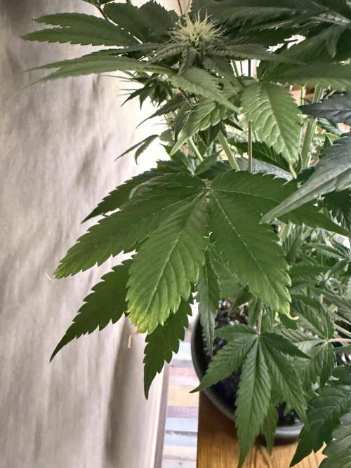 World of Seeds - Burger Kush EV. Week 7