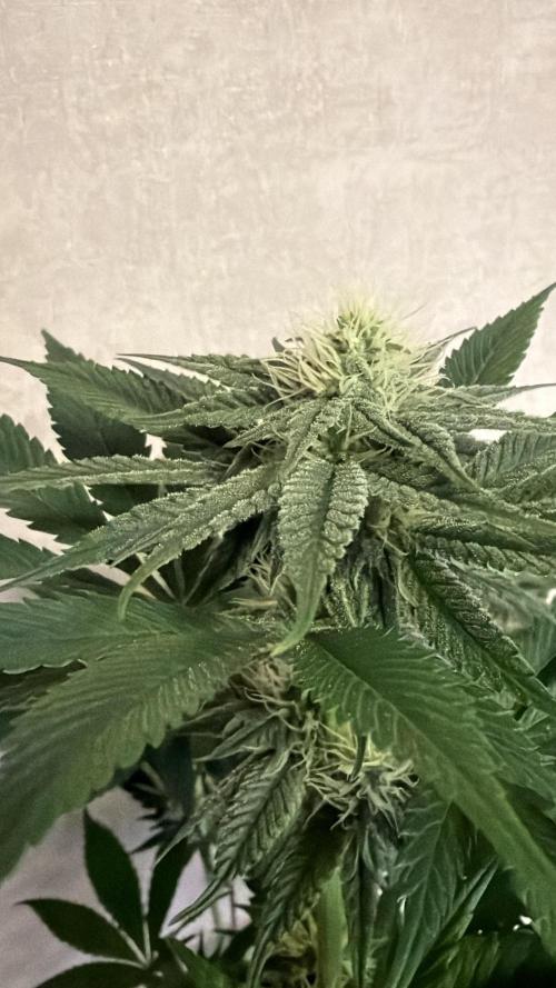 World of Seeds - Burger Kush EV. Week 7