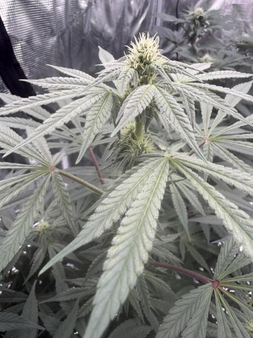 Zamnesia Landrace Pack - Lamb's Bread. Week 9