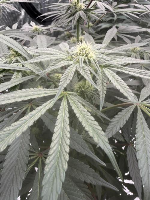 Zamnesia Landrace Pack - Lamb's Bread. Week 9