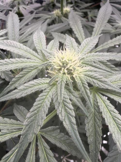 Zamnesia Landrace Pack - Lamb's Bread. Week 9