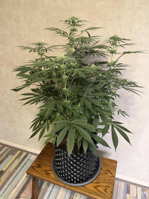 Zamnesia Landrace Pack - Lamb's Bread. Week 9