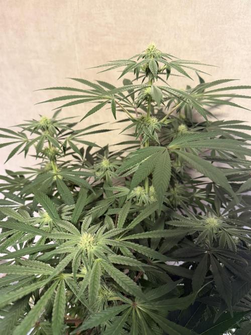 Zamnesia Landrace Pack - Lamb's Bread. Week 9