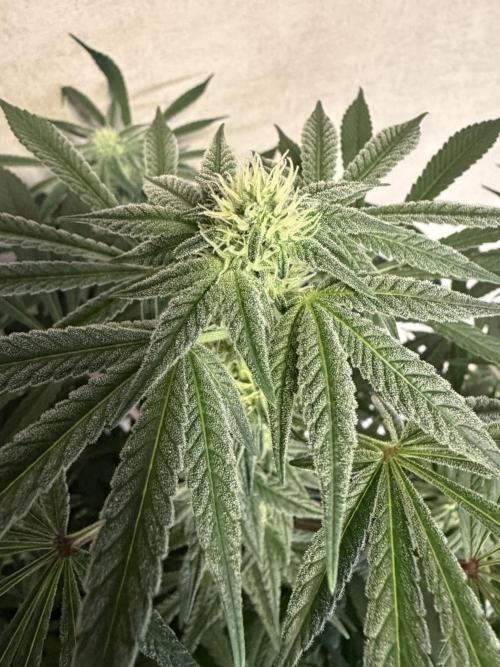 Zamnesia Landrace Pack - Lamb's Bread. Week 9