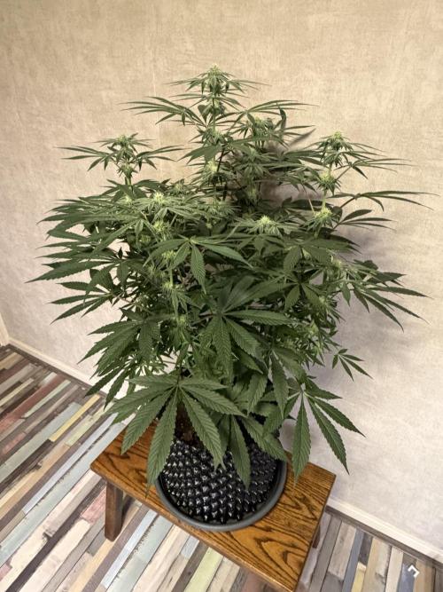 Zamnesia Landrace Pack - Lamb's Bread. Week 9