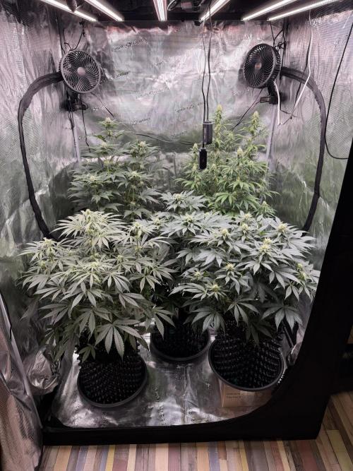 Zamnesia Landrace Pack - Lamb's Bread. Week 9