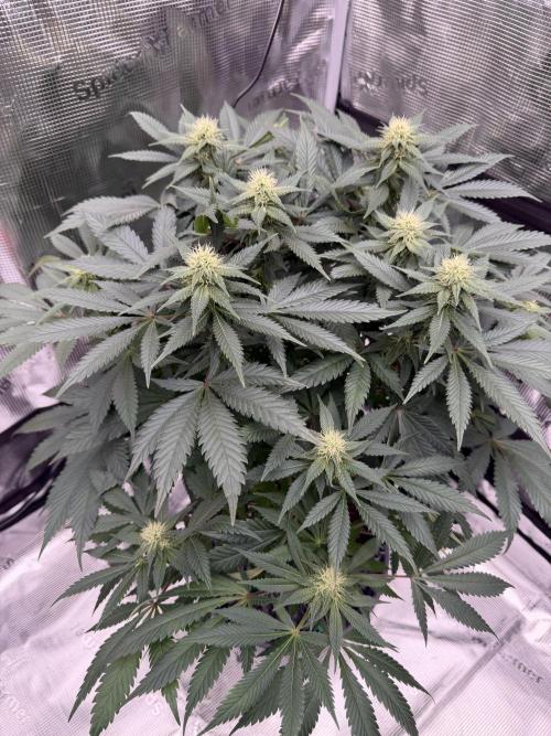 Zamnesia Landrace Pack - Panama Red. Week 10