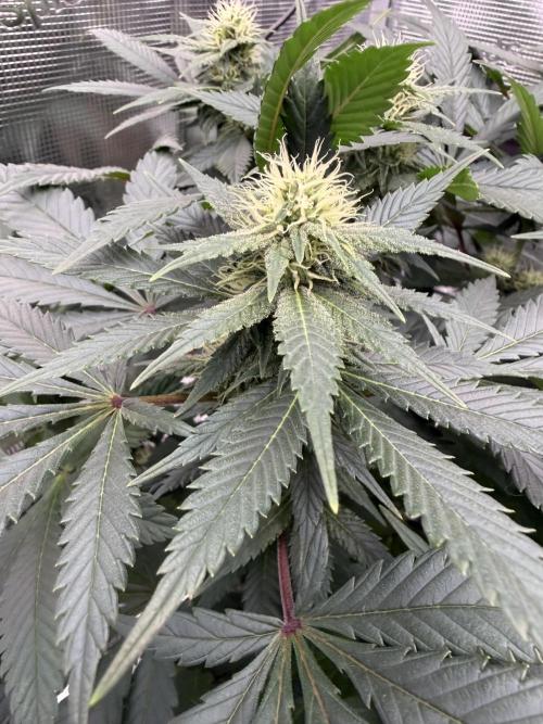 Zamnesia Landrace Pack - Panama Red. Week 10