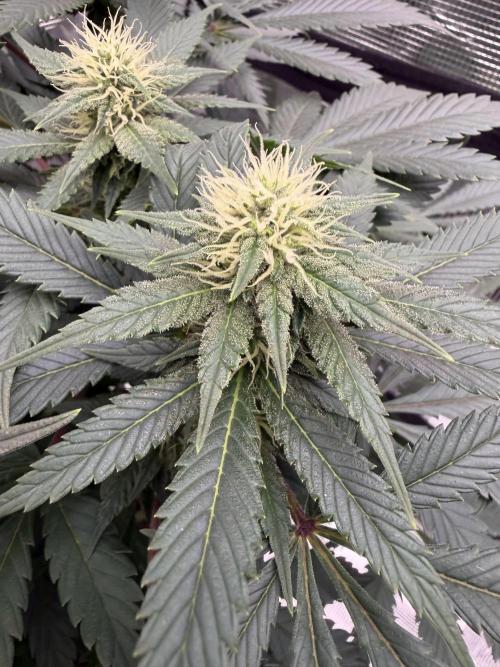 Zamnesia Landrace Pack - Panama Red. Week 10